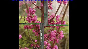 櫻花之美與園林綠化 價(jià)格、產(chǎn)地與小苗選購指南