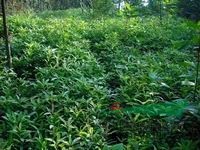 江西木荷苗新報價與園林綠化應(yīng)用優(yōu)勢解析